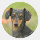 Search for miniature dachshund stickers Sitting