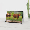 Search for cattle christmas cards Humour