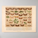 Search for entomology posters Insects