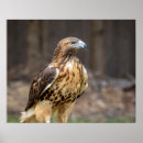 Search for tail feathers posters Nature