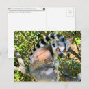 Search for lemurs Madagascar