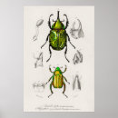 Search for beetle bug posters Insect