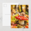 Search for fly agaric postcards Nature