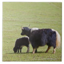 Search for cow and calf tiles Farm