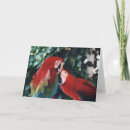 Search for wing photo cards Bird