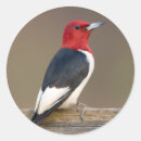 Search for red headed stickers Nature