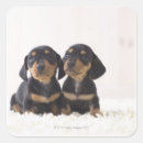 Search for nature animal stickers Sitting