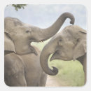 Search for asian elephant stickers Meadow