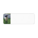 Search for sheep return address labels Lamb