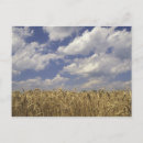 Search for louisville postcards Landscape