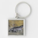 Search for black wolf key rings Nature