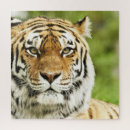 Search for big cat puzzles Eye
