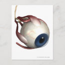 Search for eye muscles Vertical