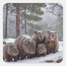 Search for australian wombat stickers Wildlife