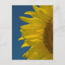 Search for yellow sunflowers postcards Pretty