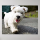 Search for west highland terrier posters Photography