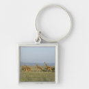 Search for conservation key rings Wildlife
