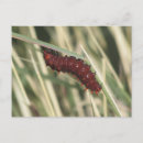 Search for crawling postcards Caterpillar