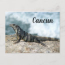Search for iguana postcards Beach