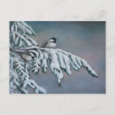 Search for snow birds postcards Wild