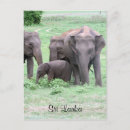 Search for lankan postcards Ceylon