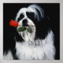 Search for shih tzu posters Photography