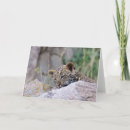 Search for leopard cat cards Cub