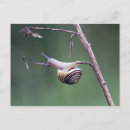 Search for mollusk cards Nature