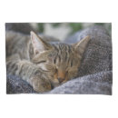 Search for baby animals pillowcases Tabby cat