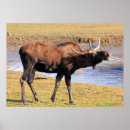 Search for moose posters Deer