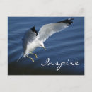 Search for gull wing postcards Nature