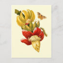 Search for vintage banana postcards Illustration