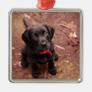 Search for black lab christmas decor Animal