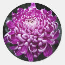 Search for chrysanthemums stickers Plant