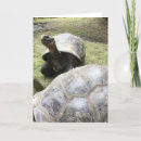 Search for galapagos cards Turtle