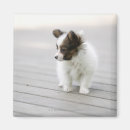 Search for papillons magnets Animal