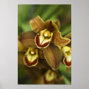 Search for orchid posters Gold