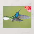 Search for jacobin postcards Hummingbird