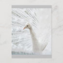 Search for peacock feathers postcards White