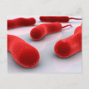 Search for bacteria postcards Cytoplasm