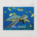 Search for sea green postcards Turtle