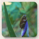 Search for iris coasters Animal