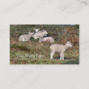 Search for sheep farm business cards Wool