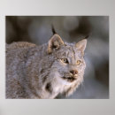 Search for felis posters Wild