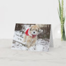 Search for wheaten terrier christmas cards Animals