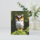 Search for nocturnal postcards Owl