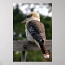 Search for laughing kookaburra gifts Australian bird