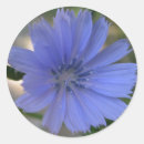 Search for cornflower stickers Bridal