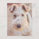 Search for airedale terrier postcards Cute