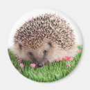 Search for biting round magnets Animal